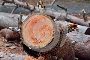 Pine trunk saw cut close-up. Natural background