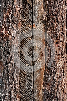 Pine trunk with scars after resin extraction