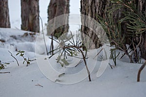 pine trunk, snow, pine branches