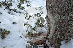 pine trunk, snow, pine branches, cranberries