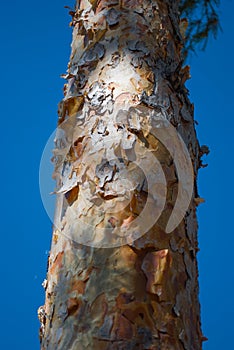 Pine trunk on a sunny day against a blue sky. close-up