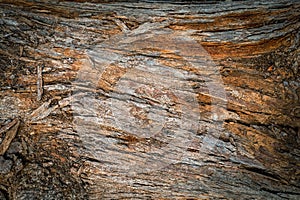 Pine trunk surface and texture