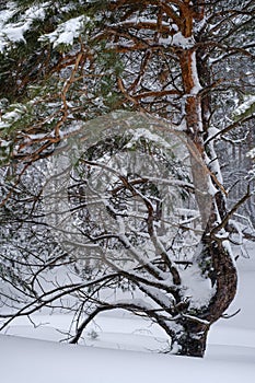 pine trunk in a winter snowy forest