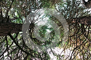 Pine trunks with branches. Sun rays in the tree crown