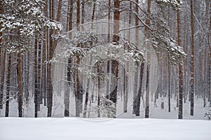 pine trunks in the forest on a winter day in snowfall