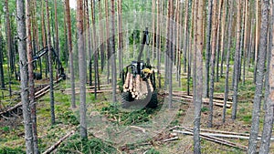 Pine trunks are getting mechanically processed and stacked