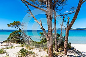 Pine trunks by the sea in Alghero