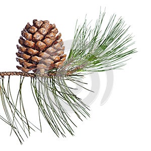 Pine twig and cone