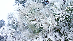 pine twig with hoarfrost