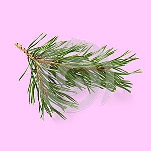 Pine twig isolated, Pine branch on white background