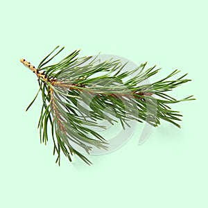 Pine twig isolated, Pine branch on white background