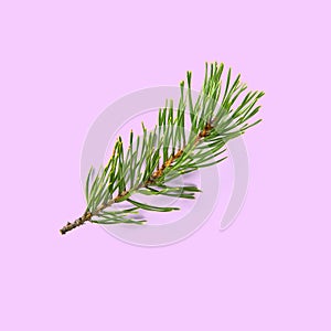 Pine twig isolated, Pine branch on white background