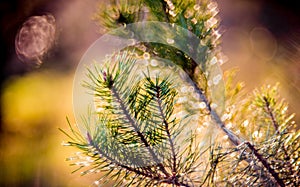 Pine twig,  Nature detail. Beautiful macro bokeh of green pant and soft light.  Swirly manual lens bokeh.