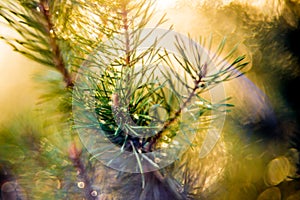 Pine twig,  Nature detail. Beautiful macro bokeh of green pant and soft light.  Swirly manual lens bokeh.