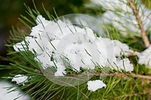 Pine twig with snow closeup selective focus