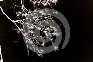 Pine twigs against cloudy sky on background in negative color