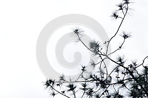 Pine twigs against the sky