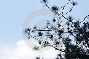 Pine twigs against the sky