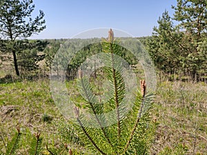 Pine twigs on the background of the autumn forest