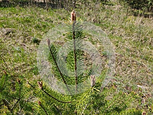 Pine twigs on the background of the autumn forest