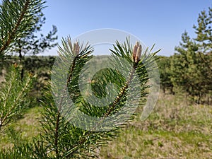 Pine twigs on the background of the autumn forest