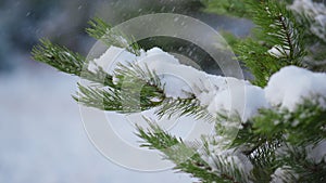 Pine twigs covered snow close up. Snowbound spruce branch shaking off snowflakes