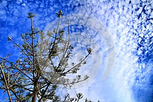 Pine under sky with altocumulus clouds in Spain