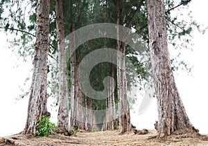 Pine walkway through the forest