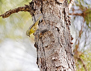 Pine Warbler on the bark of a tree