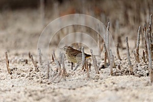 Pine warbler bird Setophaga pinus forages for food in the beach