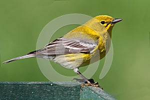 Pine Warbler (Dendroica Setophaga pinus) photo