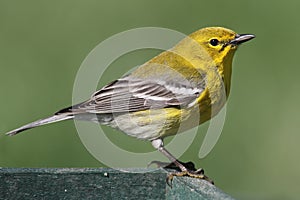 Pine Warbler (Dendroica Setophaga pinus) photo