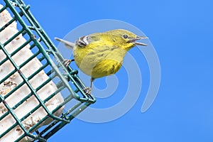 Pine Warbler (Dendroica Setophaga pinus)