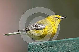 Pine Warbler (Dendroica Setophaga pinus) photo