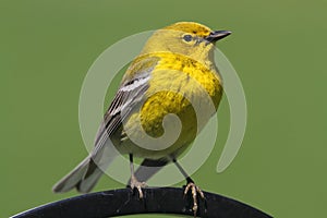 Pine Warbler (Dendroica Setophaga pinus) photo