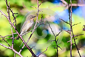 Pine Warbler