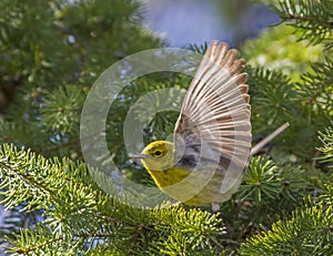 Pine Warbler