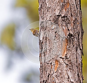 Pine Warbler perched on the side of a tree