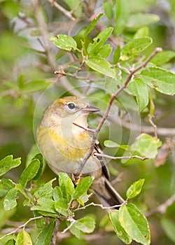 Pine warbler perched in a spiny hackberry