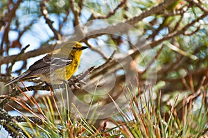 Pine Warbler