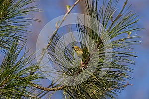 A pine warbler in a pine tree