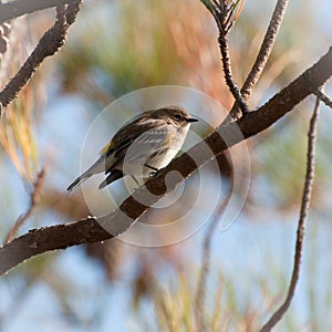 Pine warbler on a pine tree