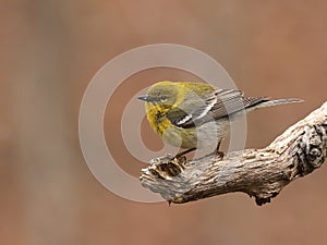 Pine warbler, Setophaga pinus, portrait