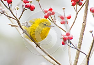 Pine warbler(Setophaga pinus)