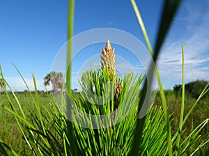 pine weed in swamp