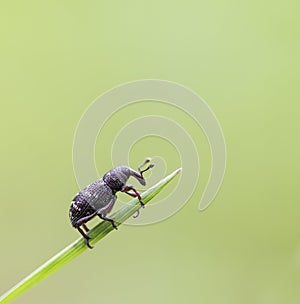 Pine Weevil