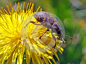 Pine weevil (Hylobius abietis) photo