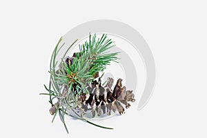 A pine