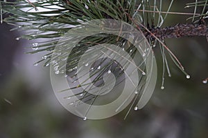 pine in winter blizzard with water droplets on it