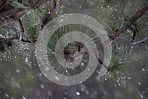 pine in winter blizzard with water droplets on it